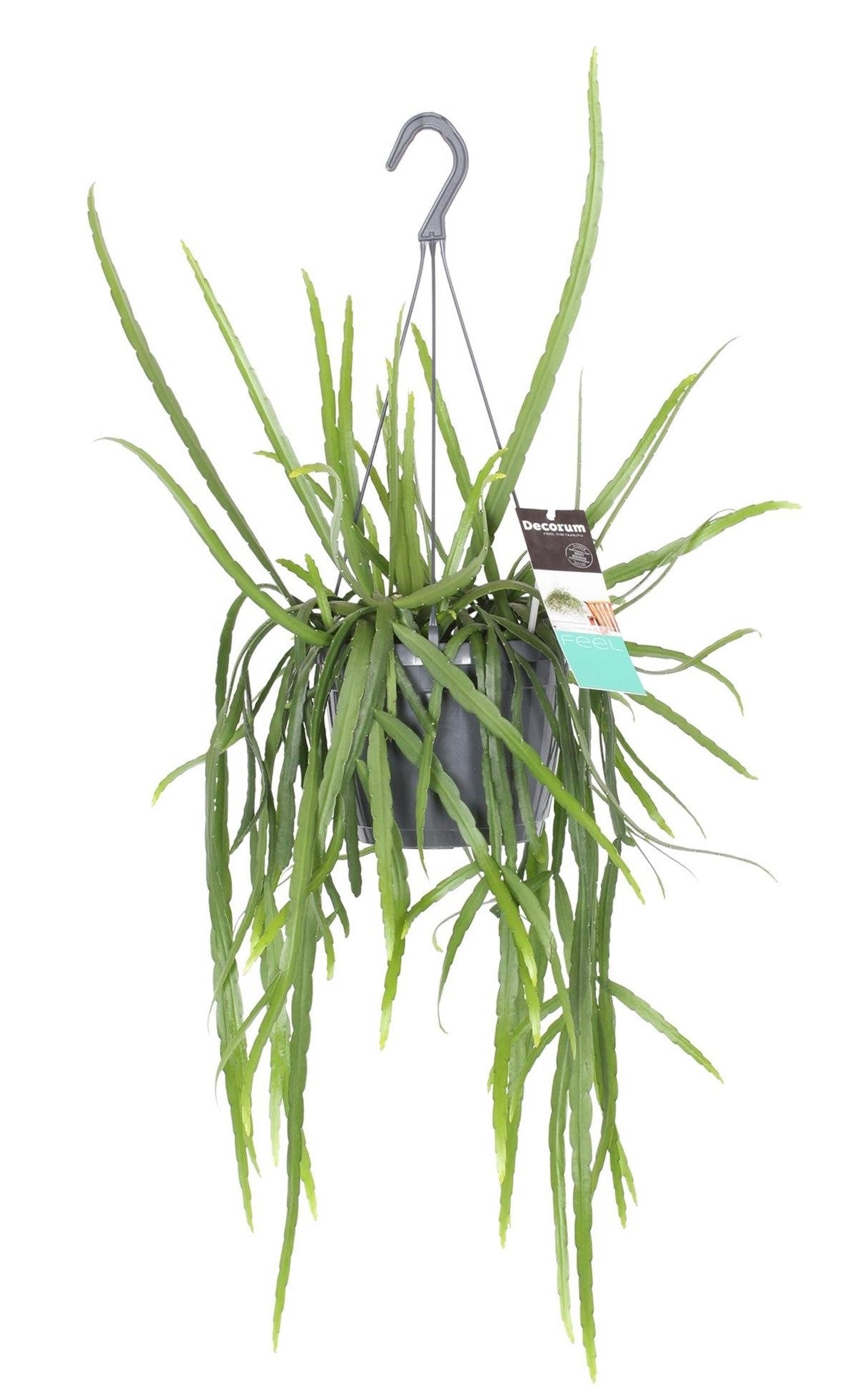 Lepismium bolivianum