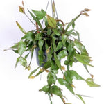 Rhipsalis elliptica