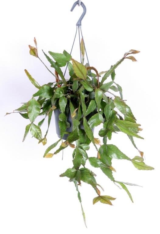 Rhipsalis elliptica