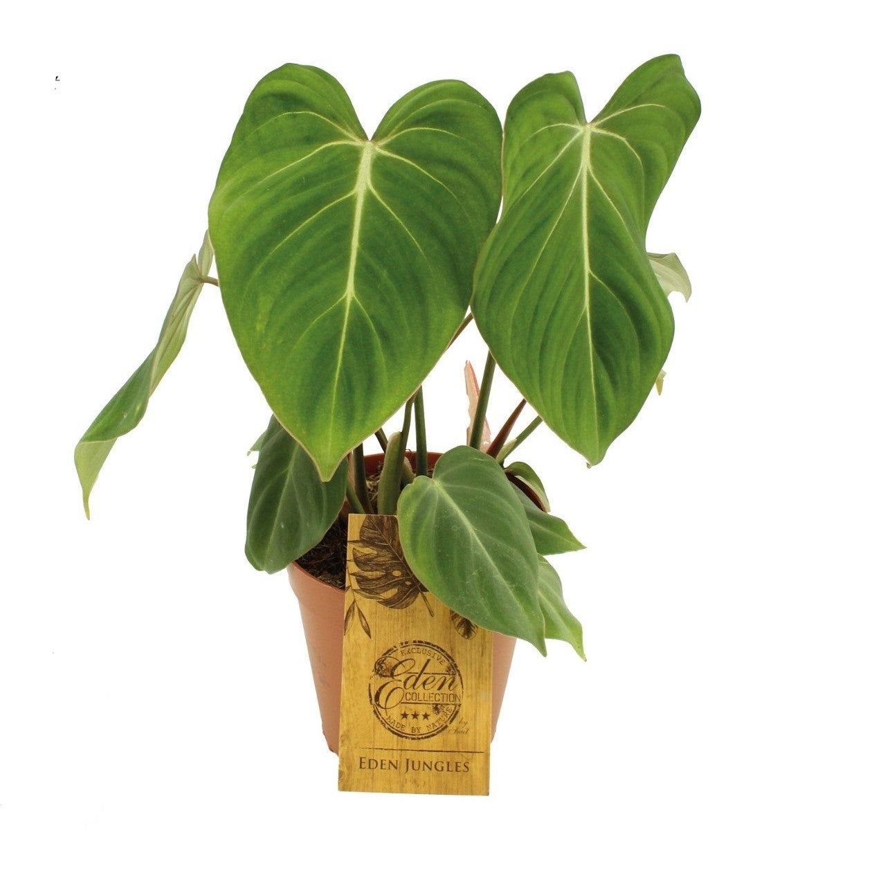 Philodendron Gloriosum