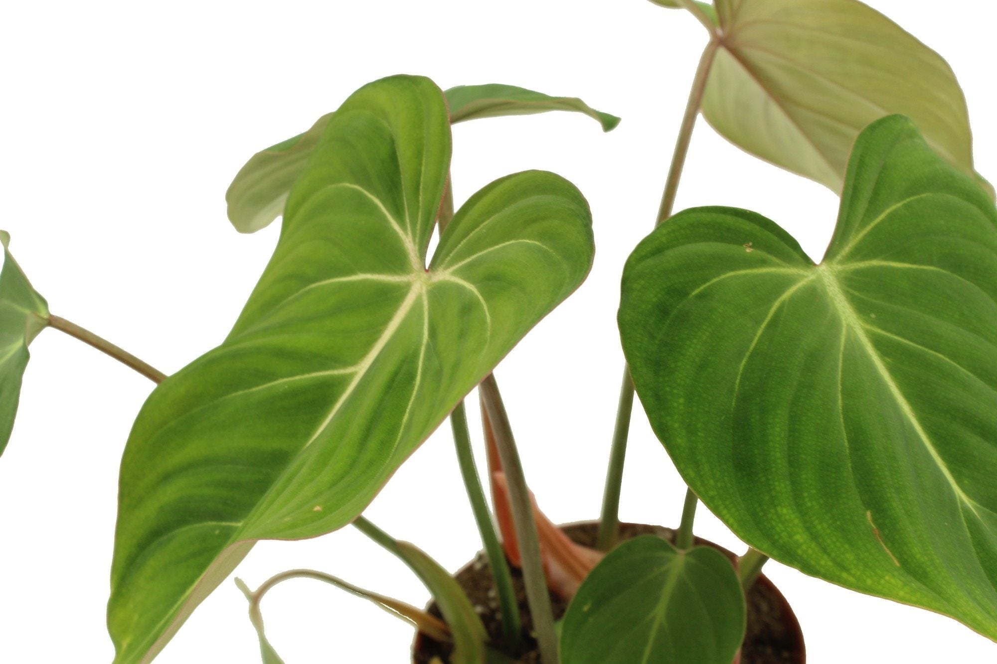 Philodendron Gloriosum