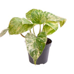 Epipremnum pinnatum 'Marble Queen'