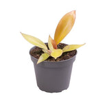 Philodendron Prince of Orange