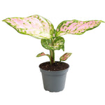 Aglaonema Red Valentine