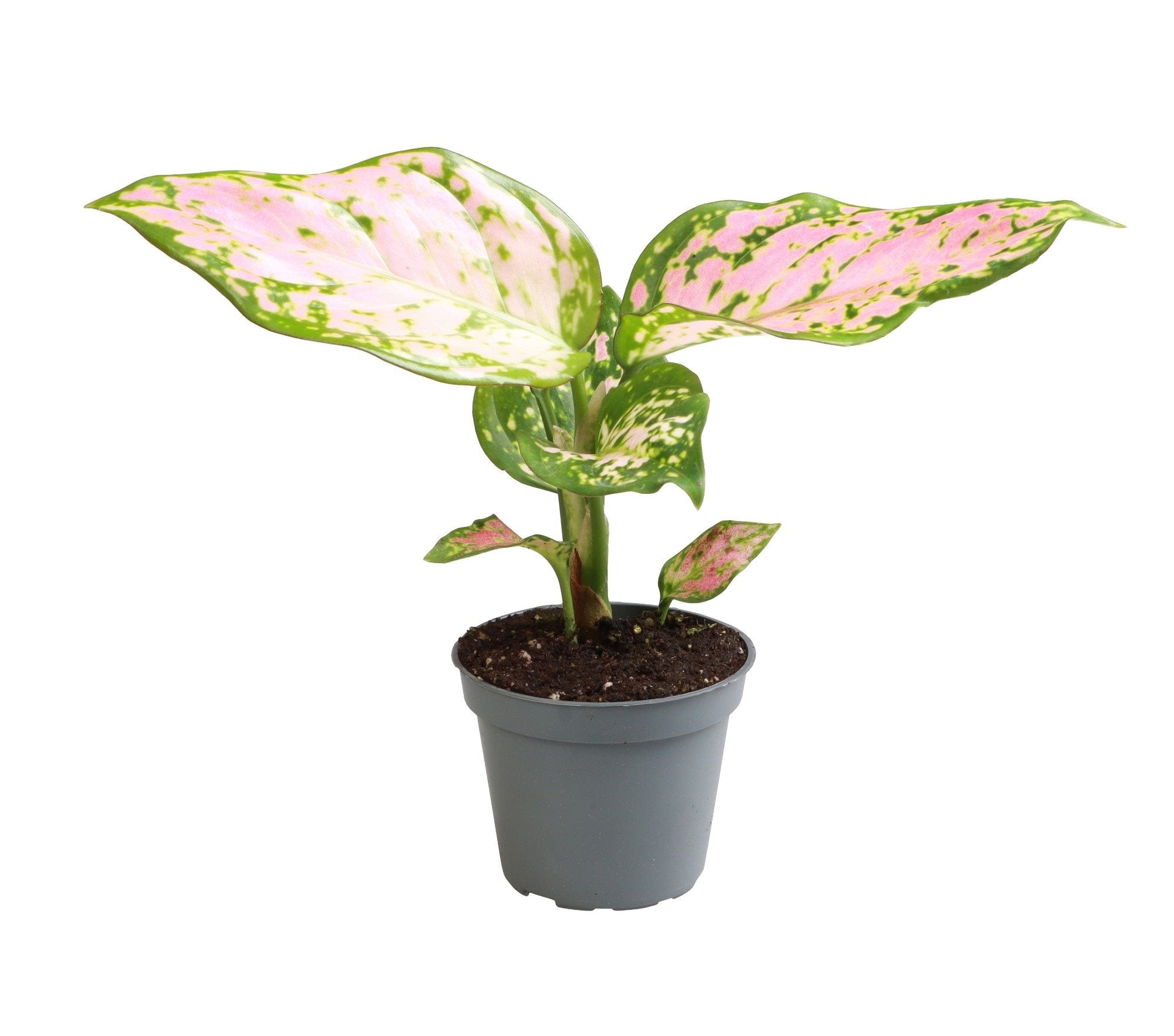 Aglaonema Red Valentine