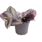 Tradescantia 'Zebra'