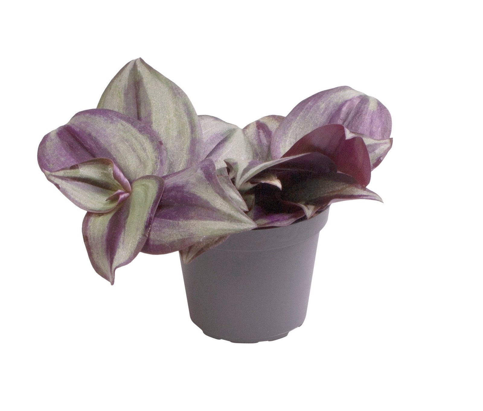 Tradescantia 'Zebra'