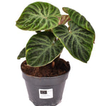 Philodendron Verrucosum 'Incensi' compactum