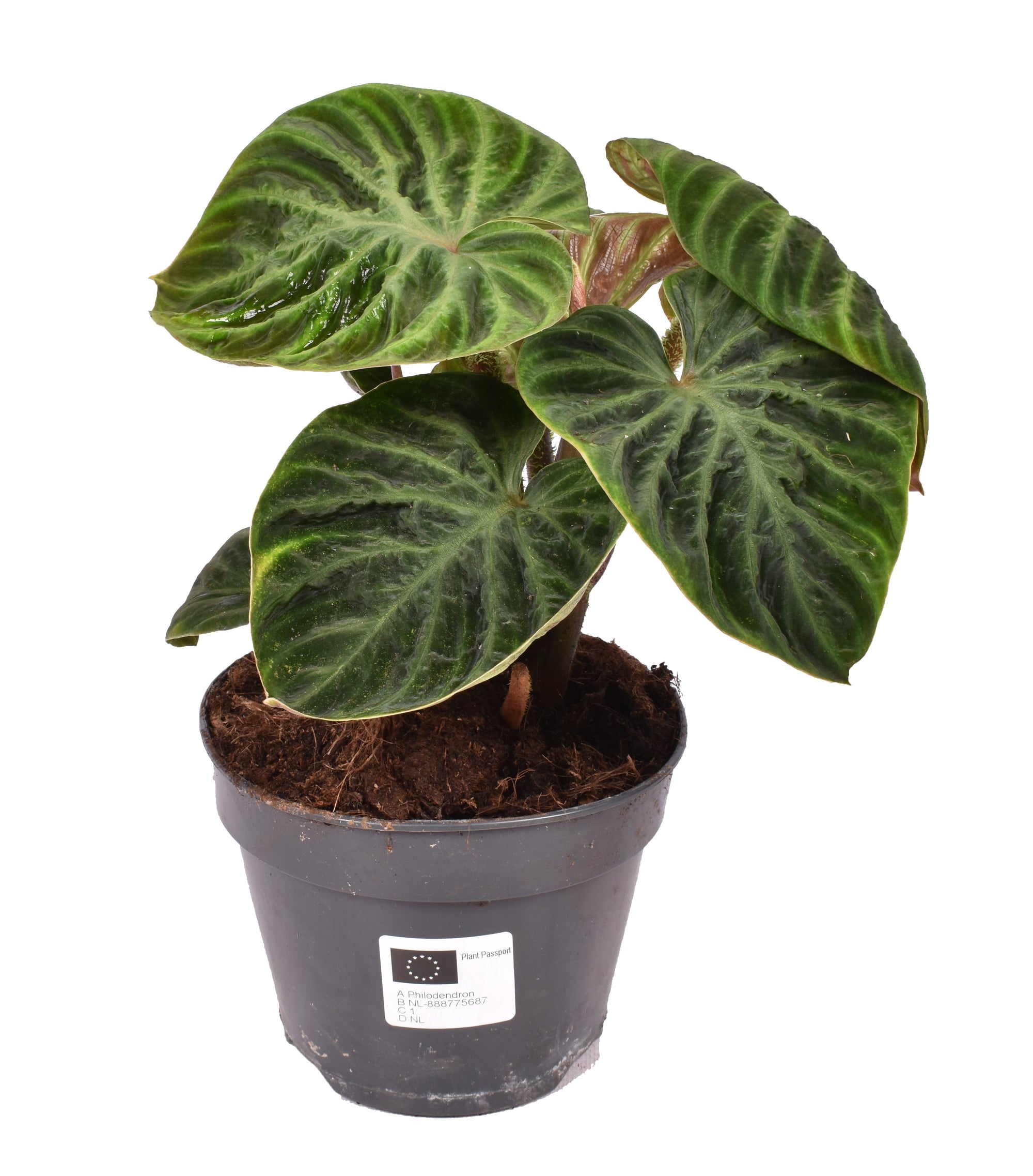 Philodendron Verrucosum 'Incensi' compactum