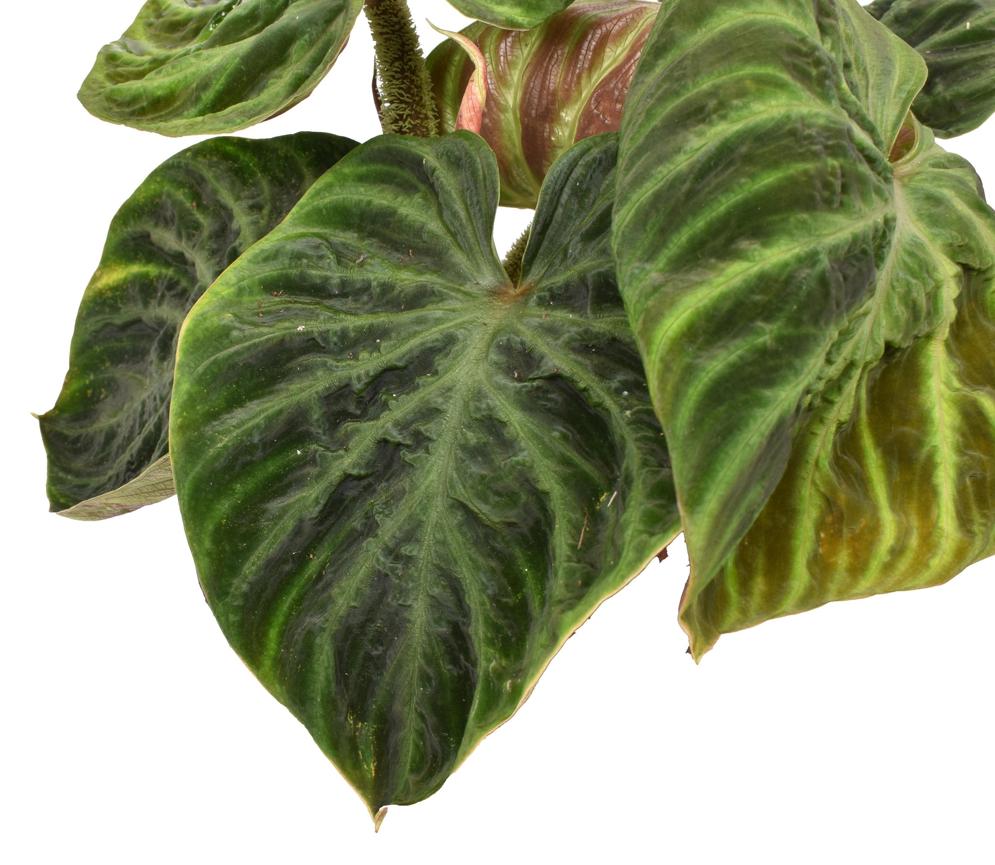 Philodendron Verrucosum 'Incensi' compactum