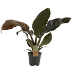 Philodendron Imperial Red P14 H30