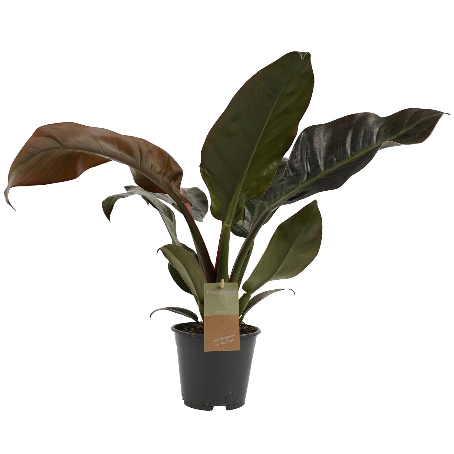 Philodendron Imperial Red P14 H30