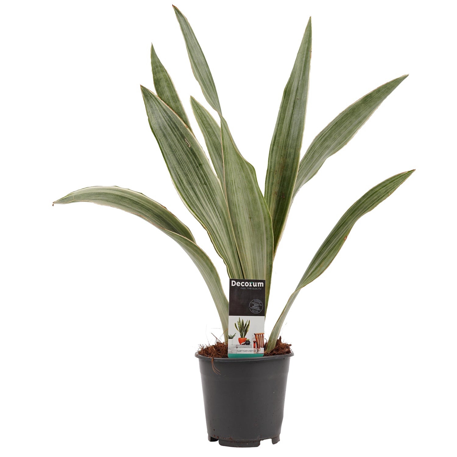 Sansevieria Aubrytniana Metallica