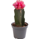 Gymnocalycium Mihanocichii (roze)