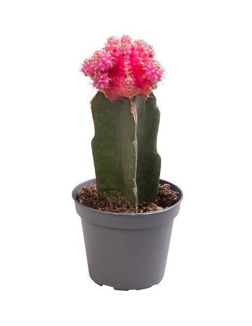 Gymnocalycium Mihanocichii (roze)