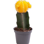 Gymnocalycium Mihanovichii (geel)