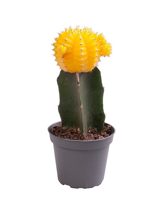 Gymnocalycium Mihanovichii (geel)