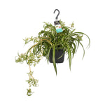 Chlorophytum comosum 'Bonnie'