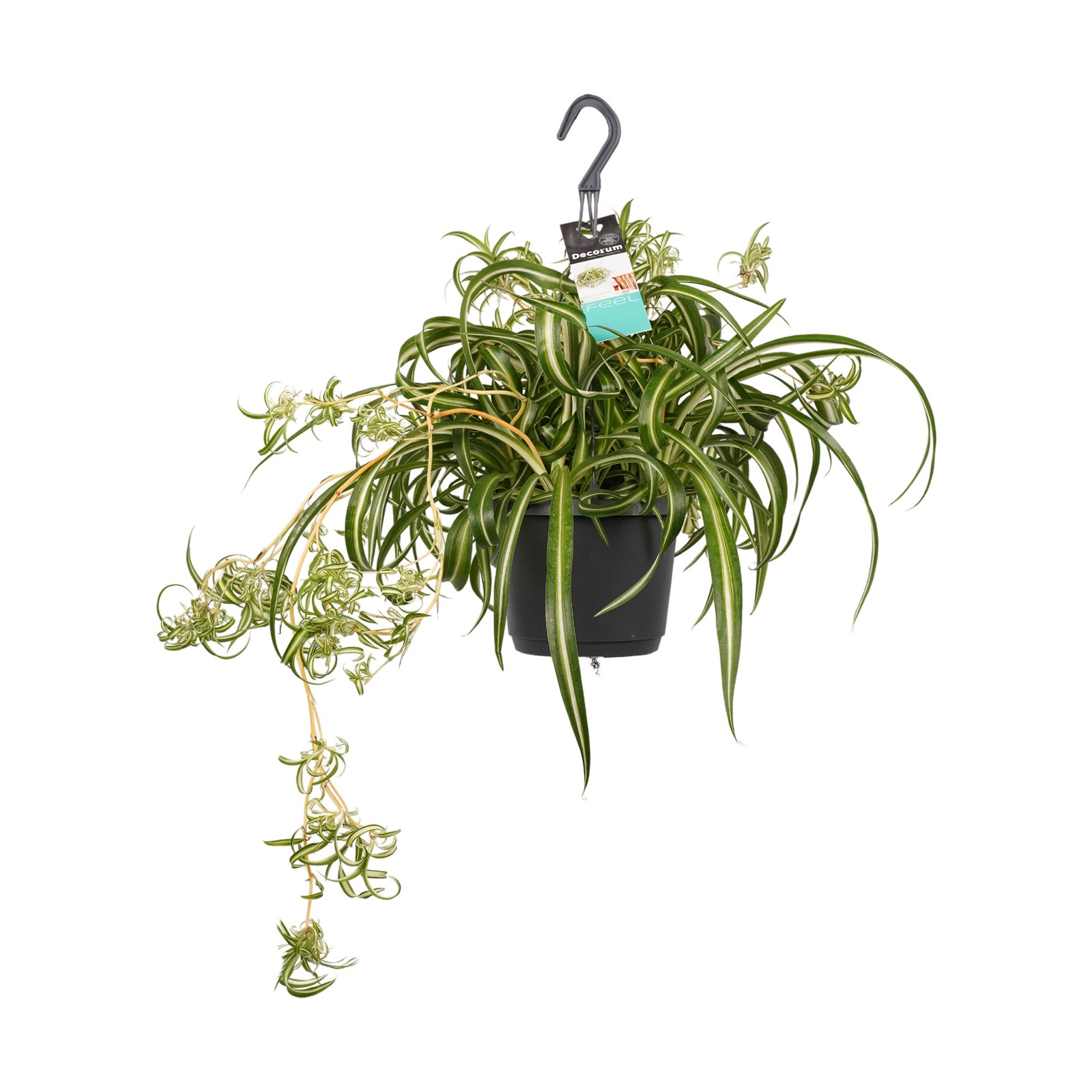 Chlorophytum comosum 'Bonnie'