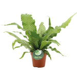 Microsorum Crocodyllus