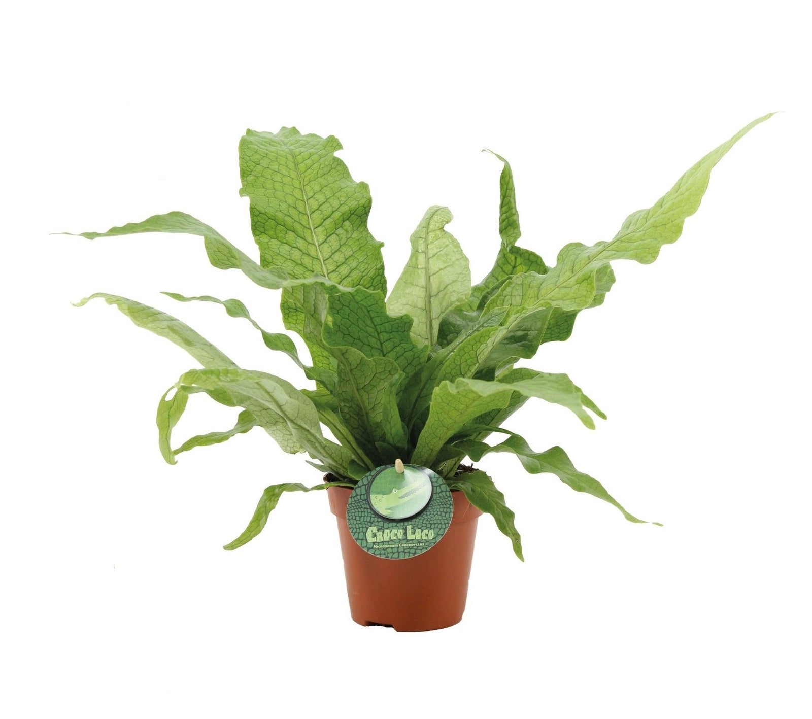 Microsorum Crocodyllus