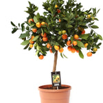 Citrus Calamondin