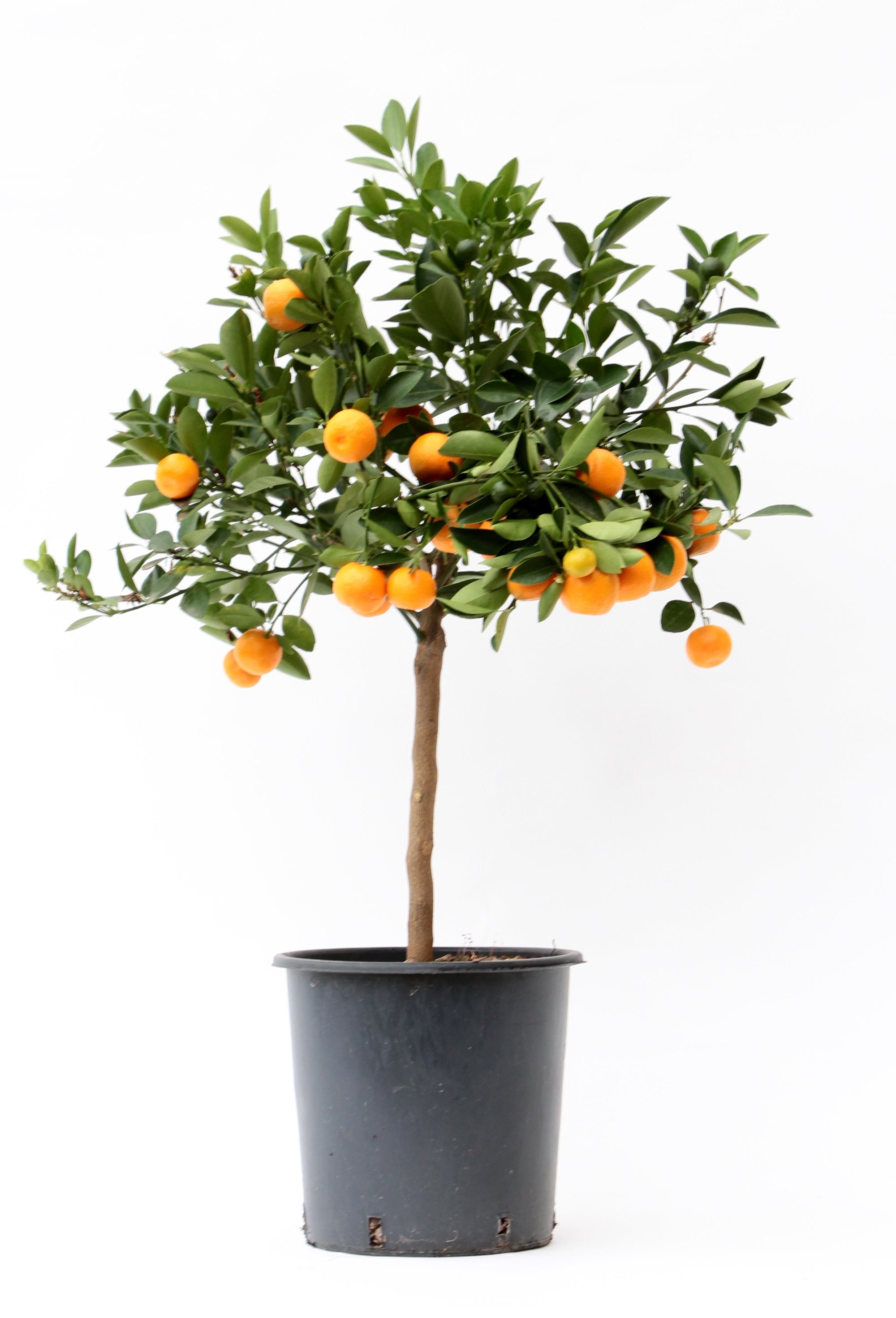 Citrus Calamondin