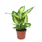 Dieffenbachia Camilla