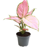 Aglaonema Red Zircon