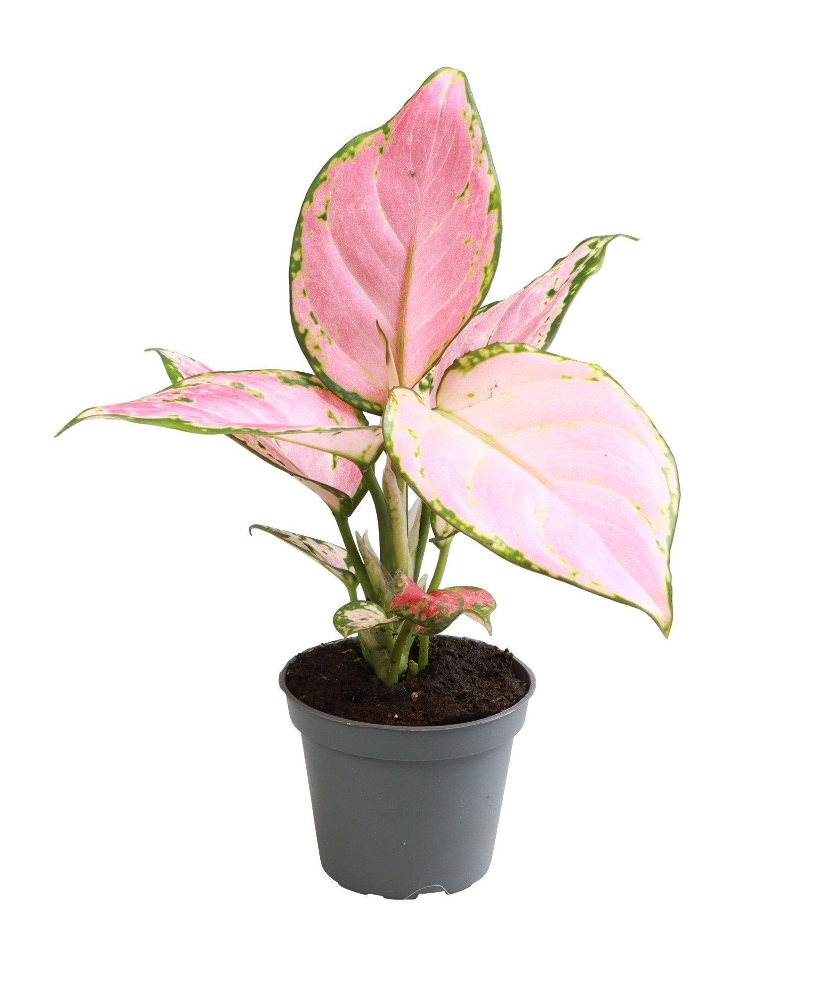 Aglaonema Red Zircon
