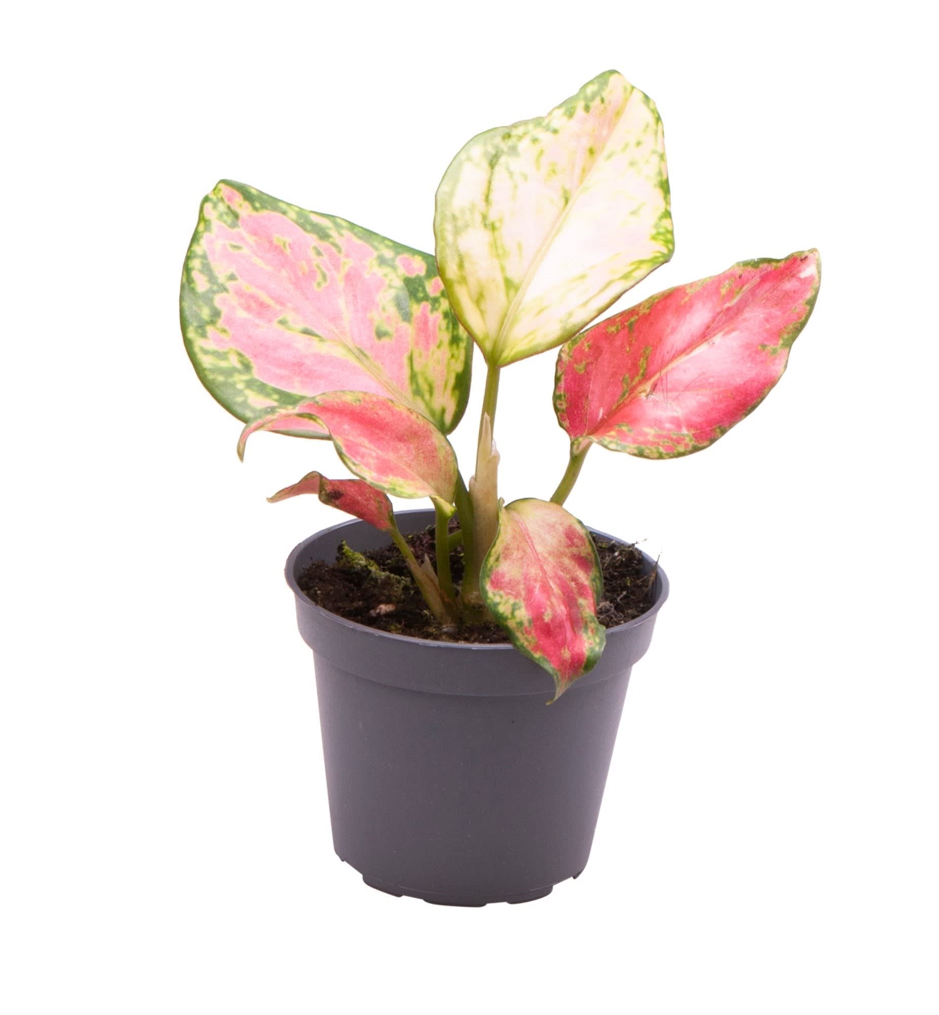 Aglaonema Red Zircon