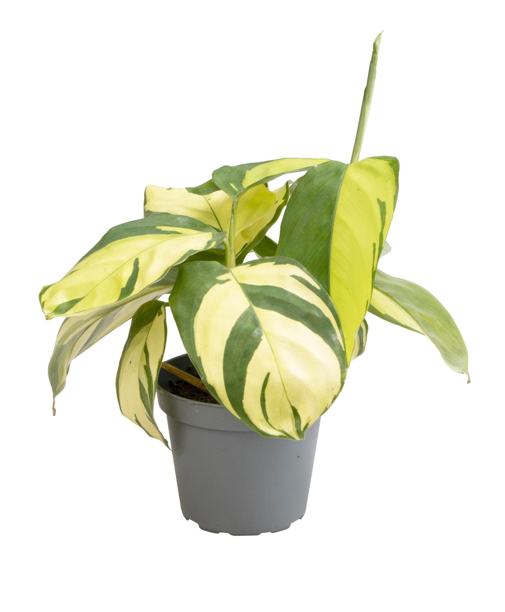 Ctenanthe 'Golden Mosaic'