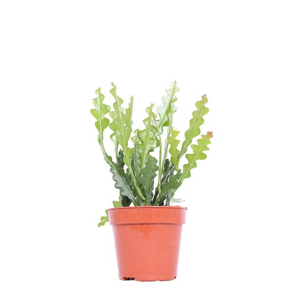 Epiphyllum anguliger