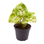 Syngonium Golden Allusion