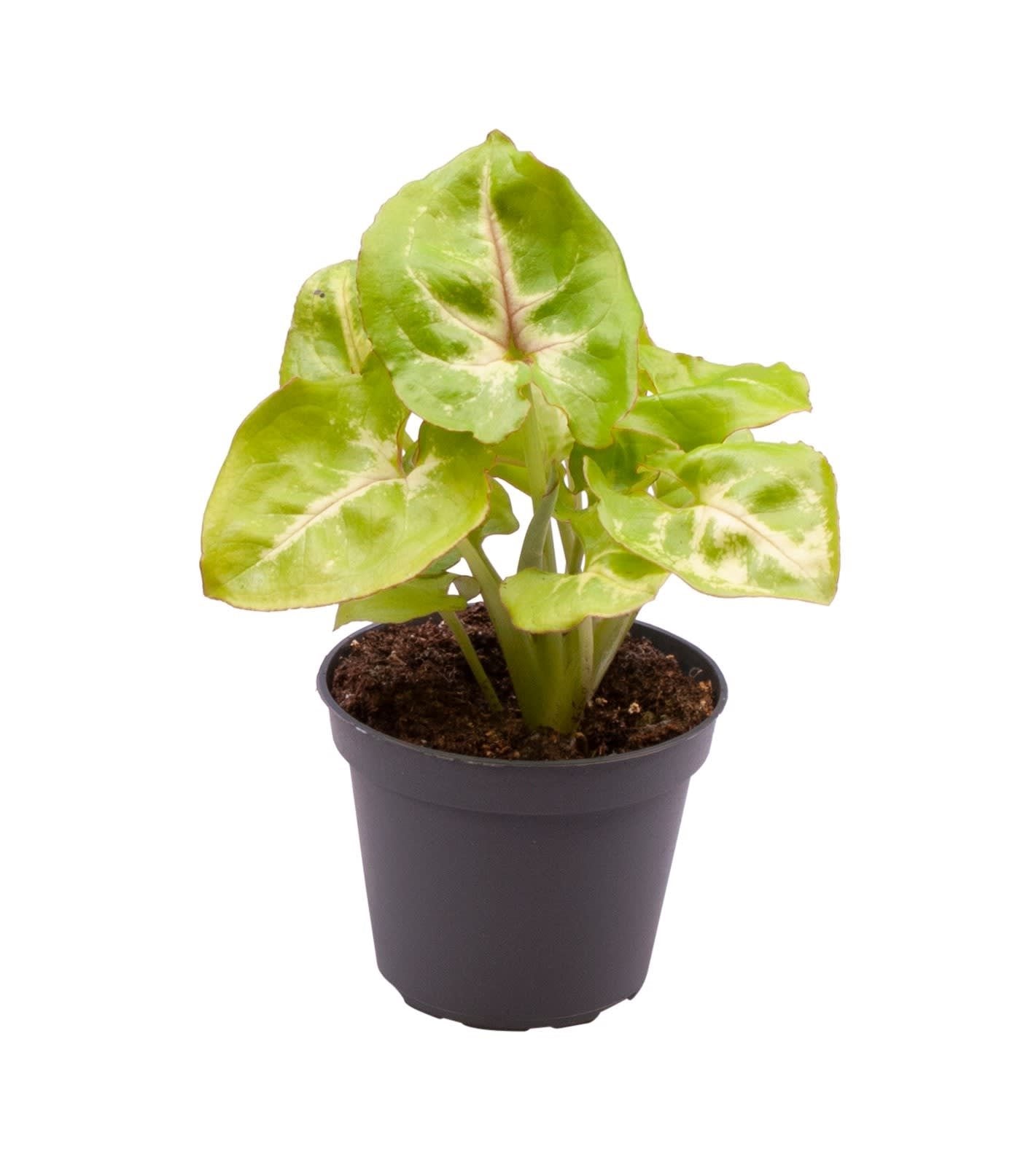 Syngonium Golden Allusion