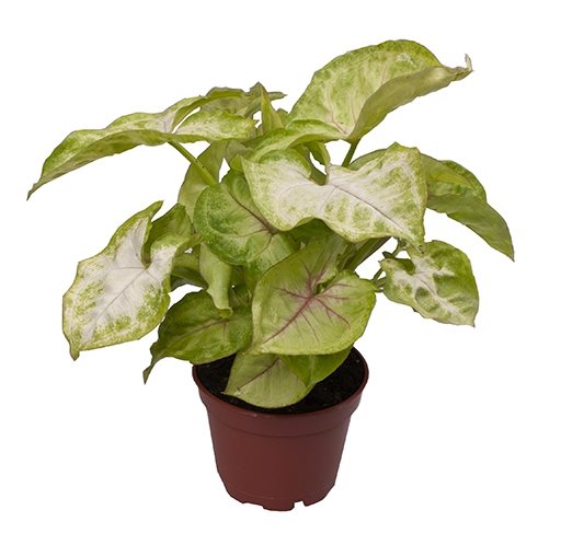 Syngonium Golden Allusion