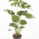 Monstera Deliciosa bush