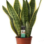 Decorum Sansevieria Superba
