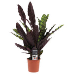 Decorum Calathea Insigne