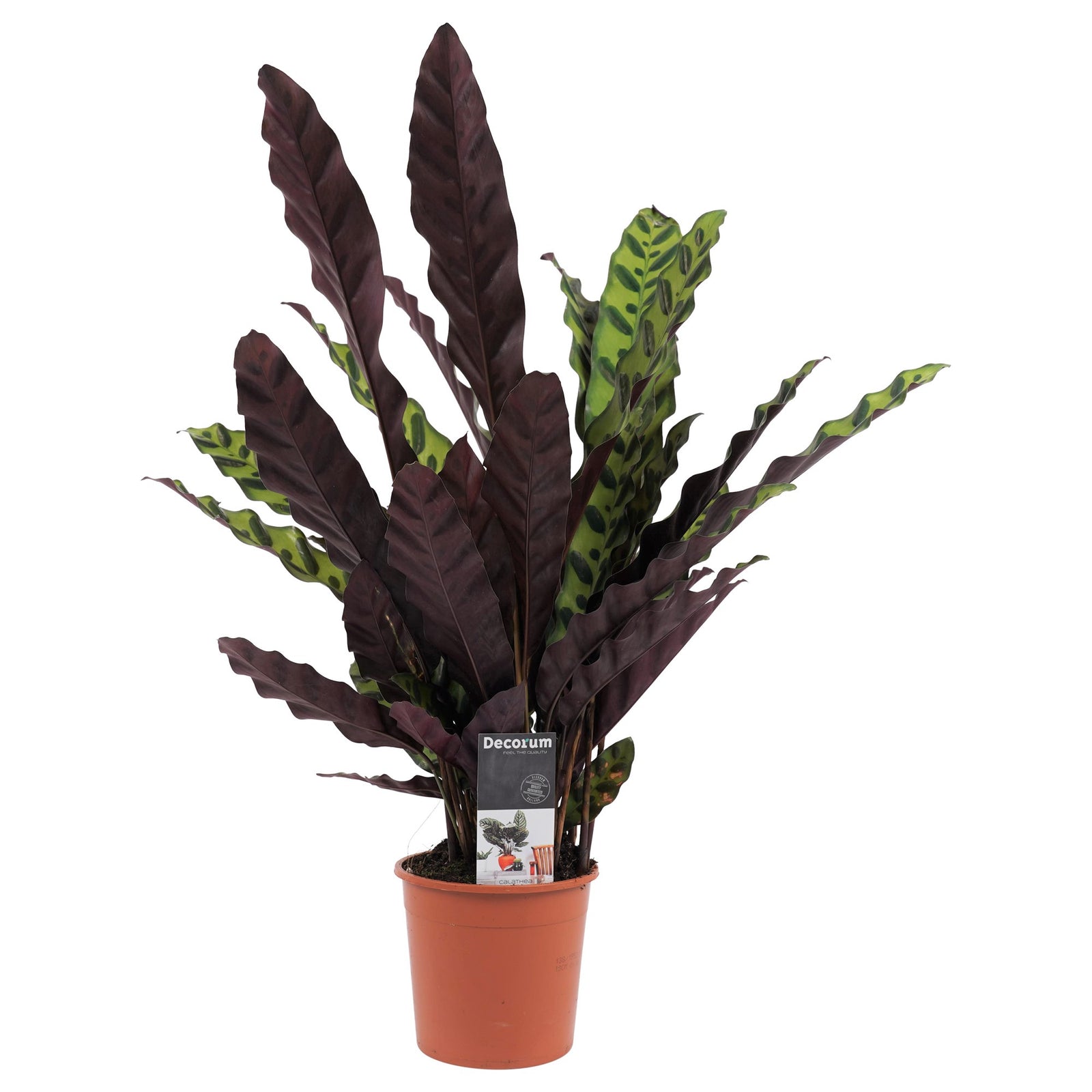 Decorum Calathea Insigne