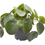 Pilea peperomioides