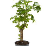 Polyscias Balfouriana Butterfly