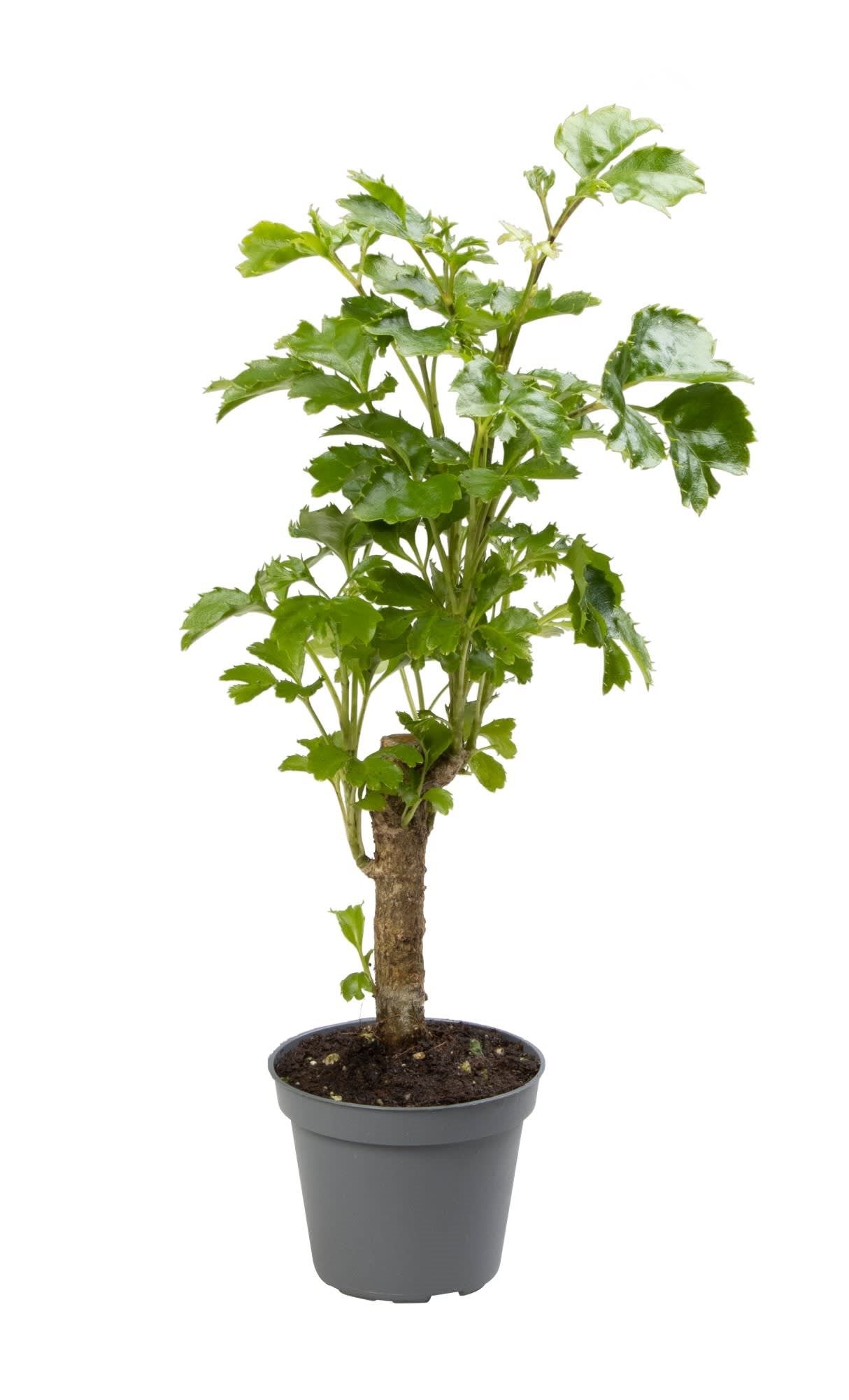 Polyscias Balfouriana Butterfly