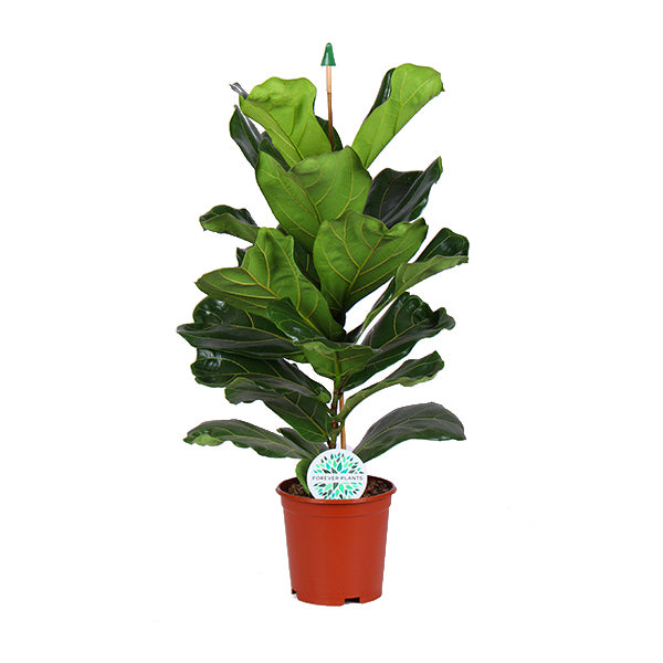 Ficus Lyrata