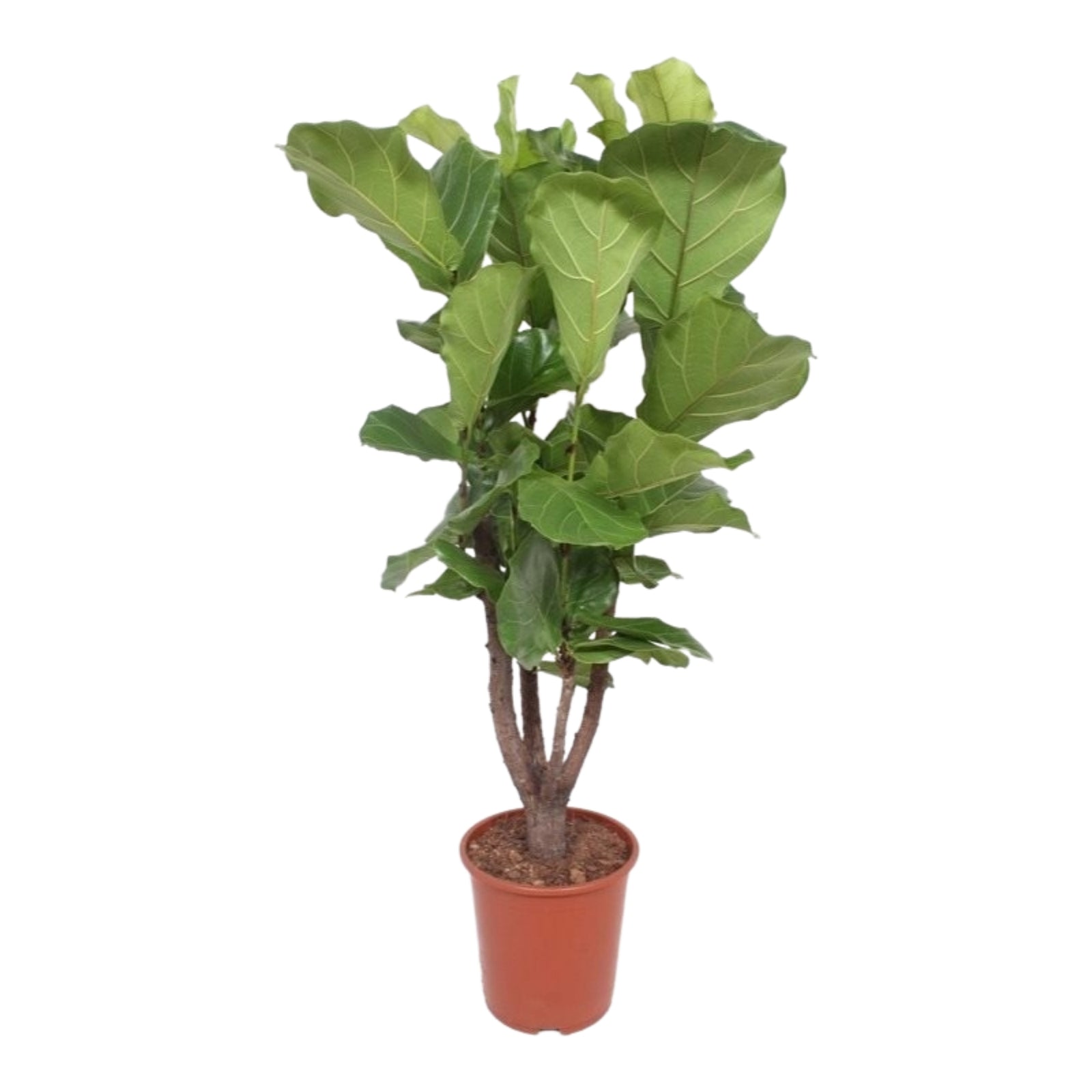 Ficus Lyrata