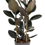 Ficus elastica 'Abidjan' (