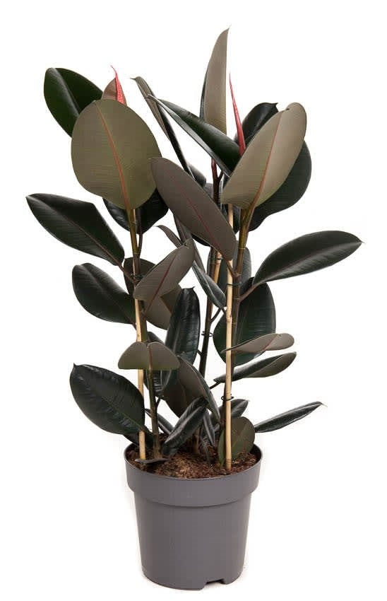 Ficus elastica 'Abidjan' (