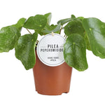 Pilea Suger