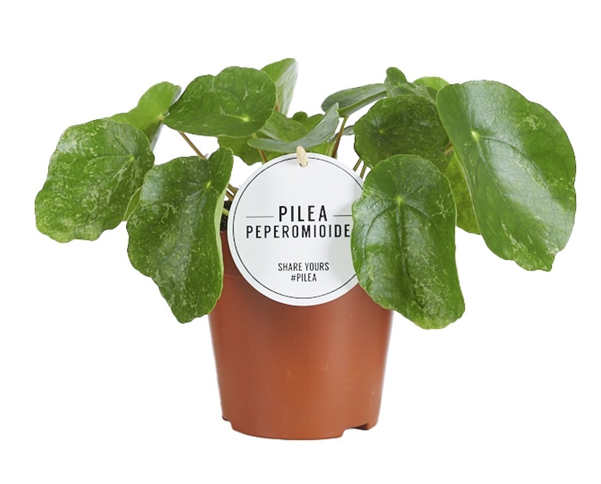 Pilea Suger