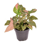 Syngonium podophyllum 'Red Spot'